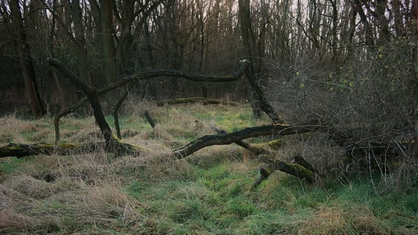 Schönauer Lachen, Leipzig / Photo: Robert Handrow